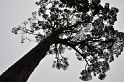 arbres-silhouette